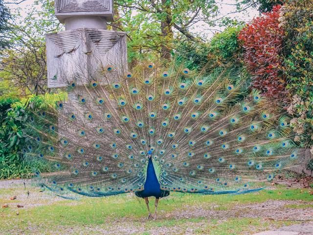 Peacocks in Greco-Roman Mytholog